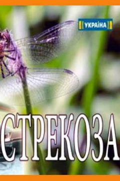 Сериал Стрекоза